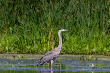 The great blue heron (Ardea herodias), young bird in  swamp