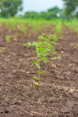 Pigeon pea tree in the agricultural field 