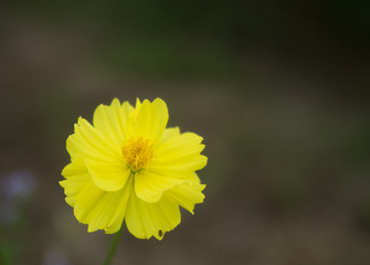 yellow flower on green background