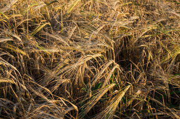 Fototapeta na wymiar barley field for background.spikelets in the field