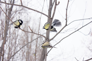 great tit on a branch