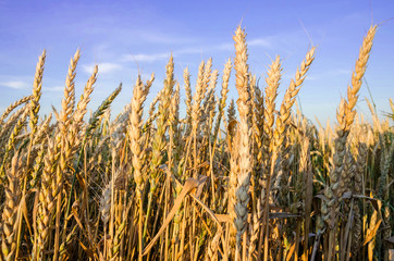 Obraz premium wheat spikelets against a blue sky. Close-up.
