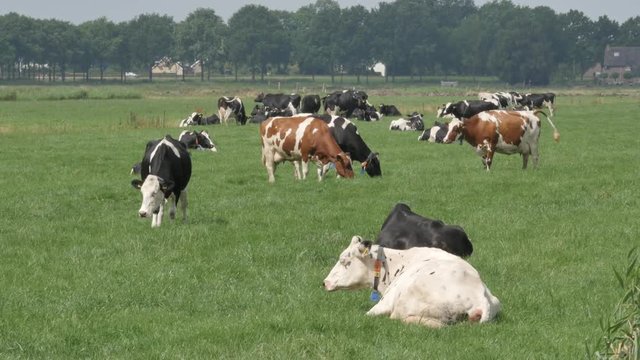 Holstein black, red and white cows grazing in the meadow in Holland