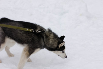 siberian husky in the snow
