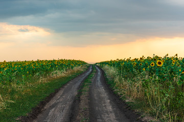 Rural road among farm fields at evening time