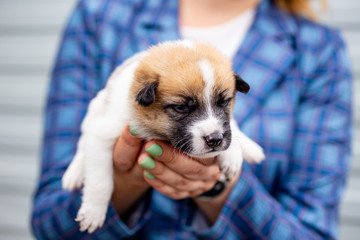 Russia, Moscow. Cute puppy in the hands of on backdrop of jacket