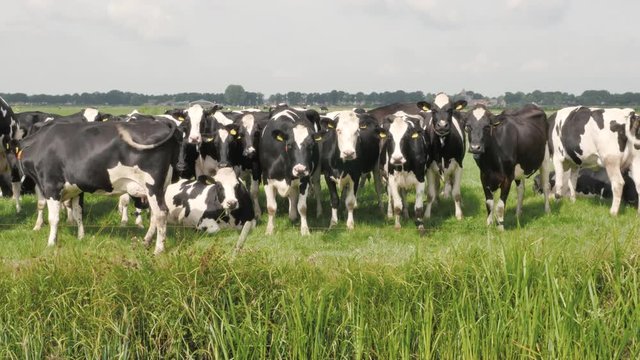 Curious Holstein black and white cows grazing in the meadow in Holland