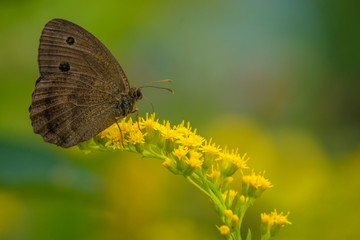 Allphotokz Butterflies 20070605 0530 5D