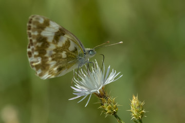 Allphotokz Butterflies 20080705 5420 1DM3