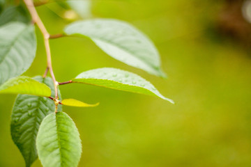 green leaf macro shot. Foliage background. copyspace. Botany and enviroment concept.