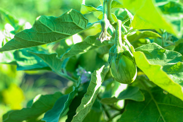 Close up eggplant agriculture background. Thai eggplant agriculture at farm 