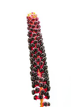 Phytolacca americana isolated on white background