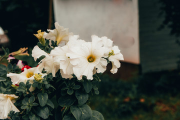 close up of white flower
