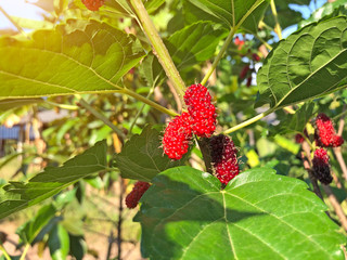 The mulberry fruits that are ripe and not ripe for health are placed in basket