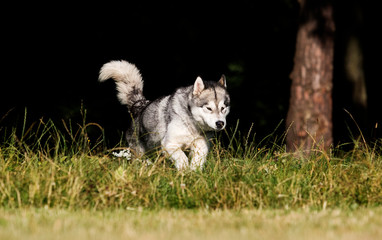 Obraz premium dog in the grass Alaskan Malamute breed