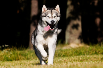 dog in the grass Alaskan Malamute breed