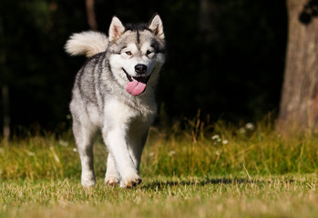 dog in the grass Alaskan Malamute breed