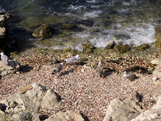 Birds on the beach