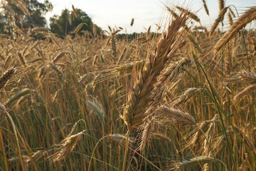 Cereal field in sunset light. Grain field