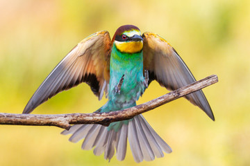 wild beautiful colorful bird perched on a branch
