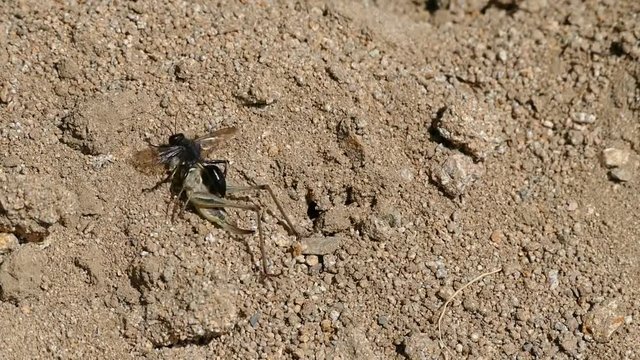 black bee trying to carry its prey to its nest, black wasp hunts the grasshopper and carries it to its nest,