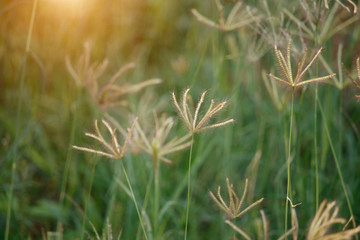 Golden grass flowers in the garden