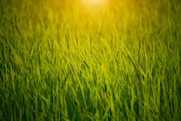 Golden field of grasses at sunset