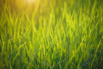 Golden field of grasses at sunset