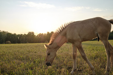 Naklejka na ściany i meble A little foal walks across the field at sunset. Grazing
