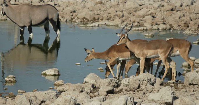 antelope impala drink water