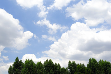 Green trees on blue sky and cloud background 