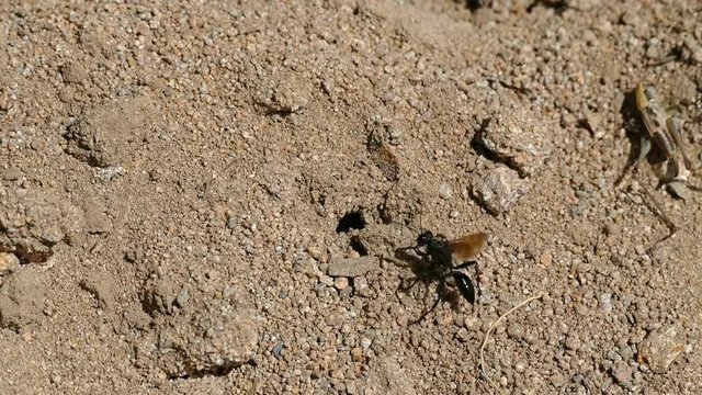 black wasp hunts the grasshopper and carries it to its nest,