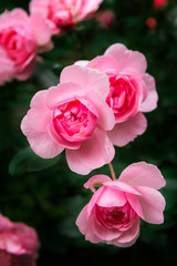 several pink rose flowers among the dark green, pink petals