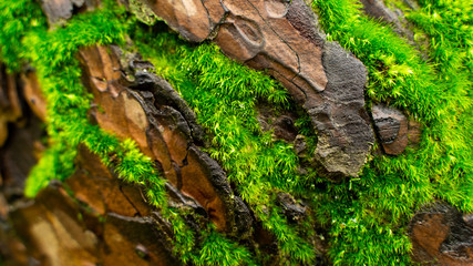 Green moss inserted along the pine tree bark.close-up