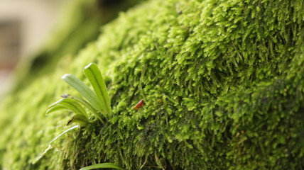 closeup of dill in the garden