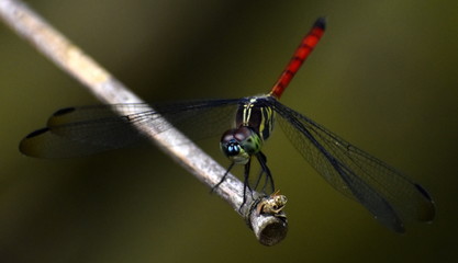 Colorful dragonfly sitting on a bamboo stem