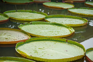 Giant leaves of Victoria waterlily