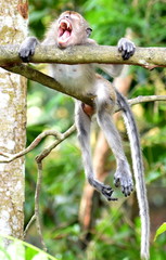 Macaque monkey hanging in a tree