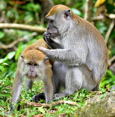 Macaque monkey grooming another monkey