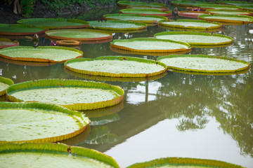 Giant leaves of Victoria waterlily