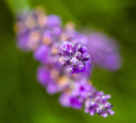 Fototapeta premium close up of purple levander on green background