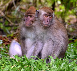 Two young macaque monkeys sitting together
