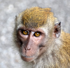 Obraz premium Portrait of a macaque monkey looking at the camera