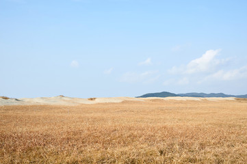 Fototapeta premium Sindu-ri Coastal Sand Hills in Taean-gun, South Korea.