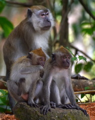 Family of macaque monkeys sitting together