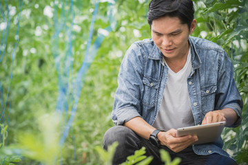 smart farmer using technology in an agriculture field ;man checking by using tablet in farm field