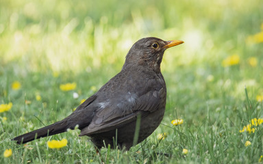 Obraz premium Amsel auf der Wiese