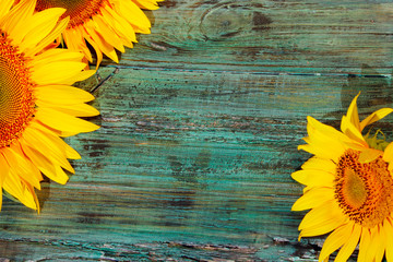 Cropped shot of yellow sunflowers on blue painted wooden background. Abstract colorful background. Yellow flowers on wooden texture.