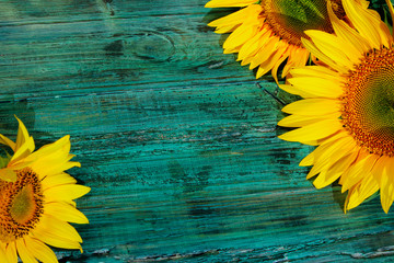 Cropped shot of yellow sunflowers on blue painted wooden background. Abstract colorful background. Yellow flowers on wooden texture.