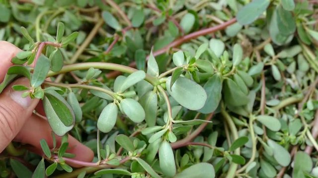 fresh purslane, purslane eaten for breakfast,